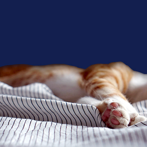 10 razones para dormir con tu mascota