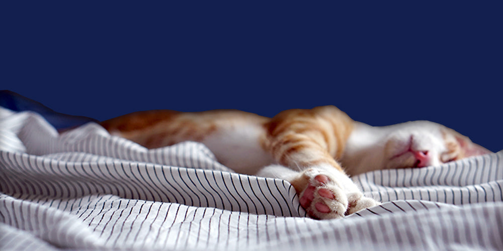 10 razones para dormir con tu mascota